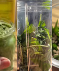 Pesto z medvědího česneku: Rychlý recept, který využijete každý den